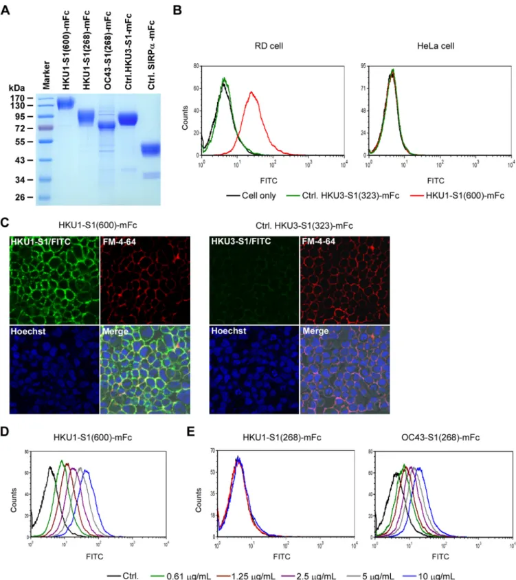 FIG 1 Specific binding of HKU1-S1 to RD cells. (A) SDS-PAGE of expressed recombinant S1 or control (Ctrl.) proteins