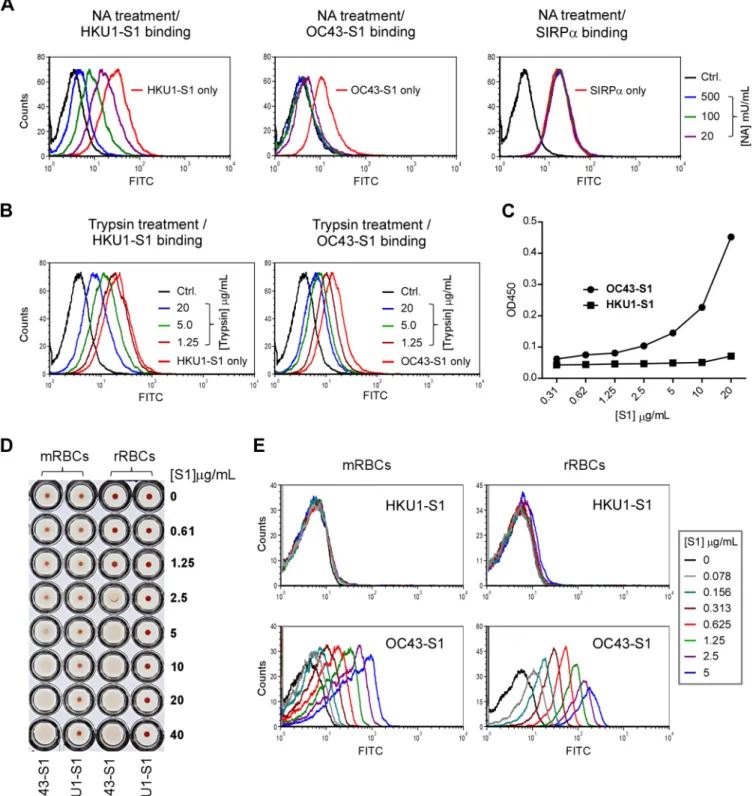 FIG 2 Characterization of the binding receptor of HKU1-S1 protein on RD cells by FACS