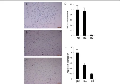 Table 2 Summary of chondrocyte and stem cells in thepart of cells
