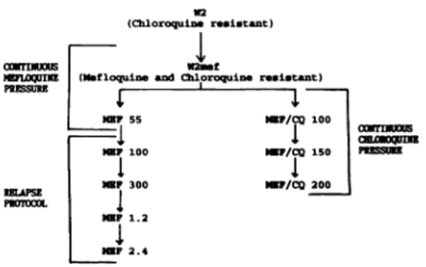 FIGURE 1. Selection protocols for the derivation of