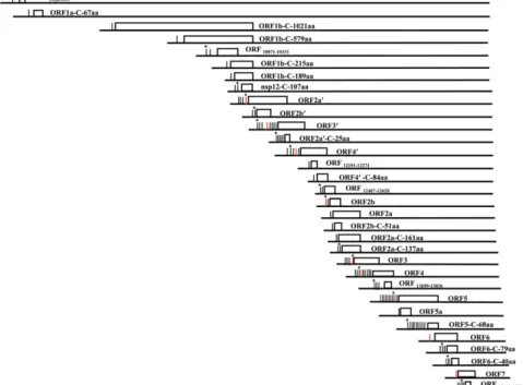 Fig. 2. Diagram of the genome locations of the identified SHFV body TRSs and ORFs. Previously published body TRSs are in red