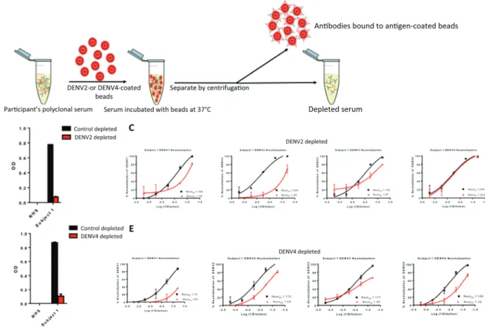 Figure 3.  Proportion and level of homotypic neutralizing antibodies to each serotype in dengue virus (DENV)–naive subjects who received the chimeric yellow fever–den- fever–den-gue, live-attenuated, tetravalent dengue vaccine (CYD-TDV)