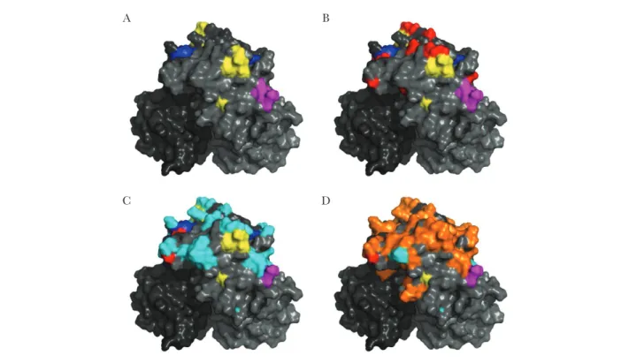 Figure 1.  GII.17 capsid P2 domain residue changes over time. A, Structural model of GII.17.2002 P domain dimer (shades of gray) with GII.4 surface-exposed blockade  epitope A (yellow), D (blue), and E (magenta) highlighted