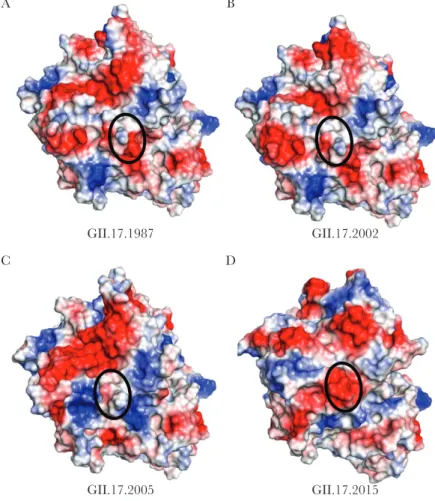 Figure 2.  Surface-exposed charge changes over time. The electrostatic potential (blue, positive; red, negative) of the top surface of the P2 subdomain is shown for  GII.17.1978 (A), GII.17.2002 (B), GII.17.2005 (C), and GII.17.2015 (D)