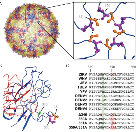 Figure 1.  Zika virus (ZIKV) CD-loop and mutant virus design. A, The CD-loop of ZIKV contains a glutamine at position 350 and a threonine at position 351 and these resi- resi-dues are predicted to form a network of hydrogen bonds between the E proteins nea