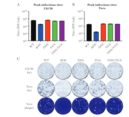 Figure 2.  Recovery of infectious CD-loop mutants. A,B, The focus forming units (FFU) (mean ± standard deviation) of the virus stocks were determined on (A) C6/36 and (B)  Vero cells