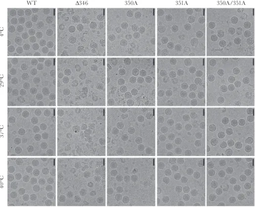 Figure 5.  CD-loop mutants maintain Zika virus antigenicity. A, Enzyme-linked-immunosorbent-assay and (B) focus reduction neutralization test (FRNT) was performed with  all virus stocks and dengue virus monoclonal antibody (DENV MAb) EDE1 C10 to determine 