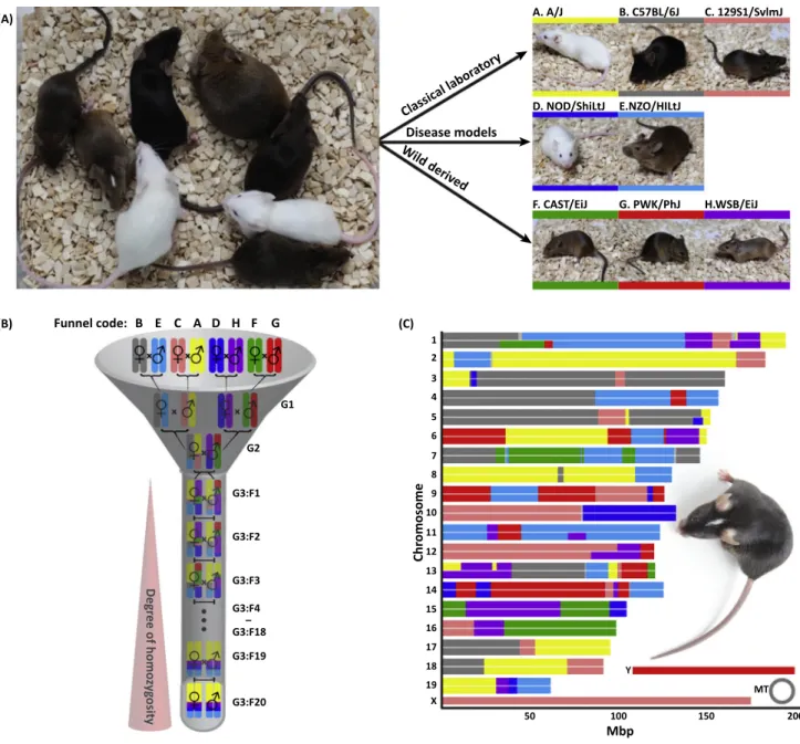 Figure 2. Generation of the Collaborative Cross Resource. (A) The Collaborative Cross panel of recombinant inbred mouse strains is a multiparental population that is derived from eight founder strains