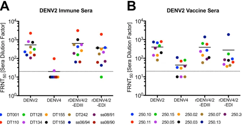 Fig 7. DENV2 polyclonal neutralizing antibodies target two distinct epitopes. DENV2 immune sera (A) and monovalent vaccine sera (B) were evaluated for their ability to neutralize WT and rDENV in C6/36 Focus Reduction Neutralization Tests (FRNT)
