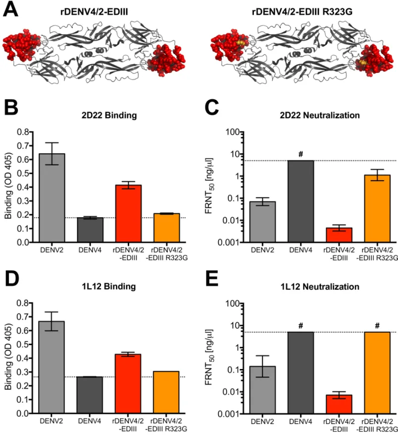 Fig 3. HMAbs 2D22 and 1L12 use EDIII in their epitopes. (A) rDENV4/2-EDIII is DENV4 virus containing entire EDIII from DENV2