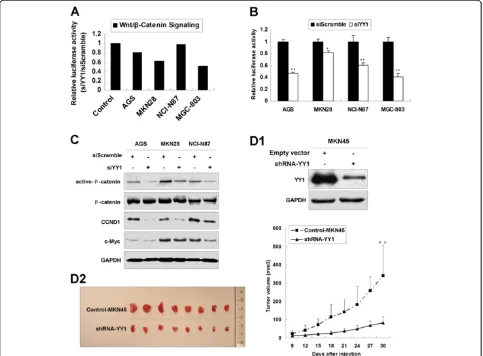 Figure 3 YY1 knockdown suppressed Wnt/of Wnt/NCI-N87 and MGC-803 cells with siYY1 transfection (*,β-catenin signaling pathway and inhibits tumor growth in vivo