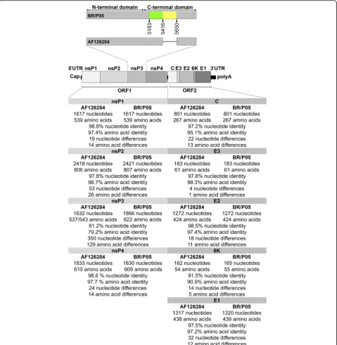 Fig. 2 Comparison of the sequences of AF126284 and the new isolate of AURAV (BR/P05). A schematic representation of the Alphavirus genomeis also shown