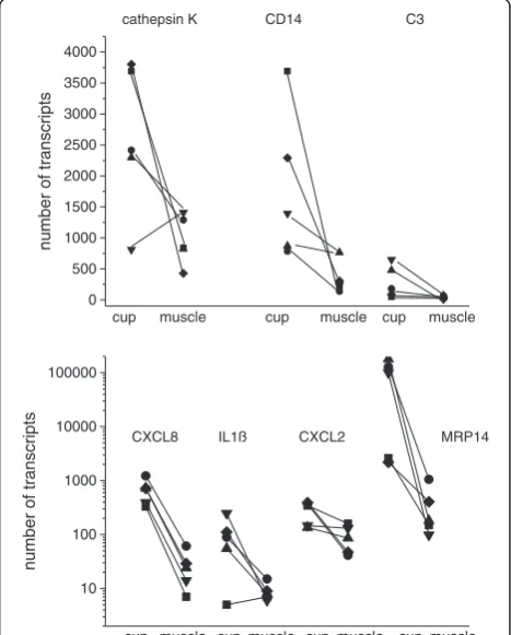 Figure 2 Expression of cathepsin K, CD14, CD3 and ofproinflammtory cytokines in tissue derived from the cup orthe muscle: cytokine expression was determined by RT-PCRand quantified as number of transcripts