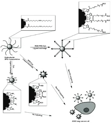 Figure 2 Scheme for one-step ligand exchange method for the preparation of an αvβ3-targeted probe.Reproduced with permission.55