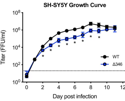 Fig 1. Δ346 mutant is attenuated in neuronal cell line. Growth curve of SH-SY5Y cells infected at an MOI of 1 in triplicate wells