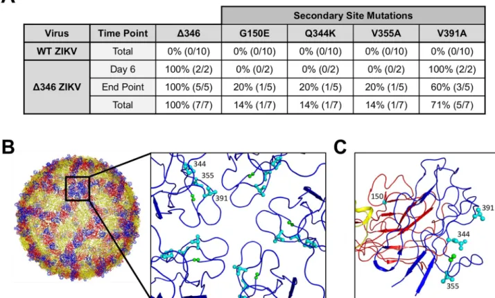 Fig 4. The Δ346 mutation is genetically stable in mice. The envelope gene of virus isolated from the brains of mice infected with Δ346 ZIKV via footpad was sequenced