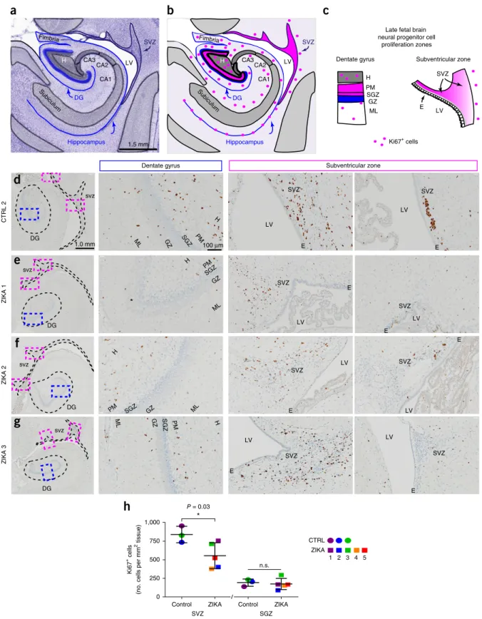 Figure 3  NSC proliferation is reduced in late fetal neurogenic zones. (a) A schematic of the fetal temporal cortical SVZ and hippocampus for a rhesus  macaque neonate (0 months) with a Nissl-stained section