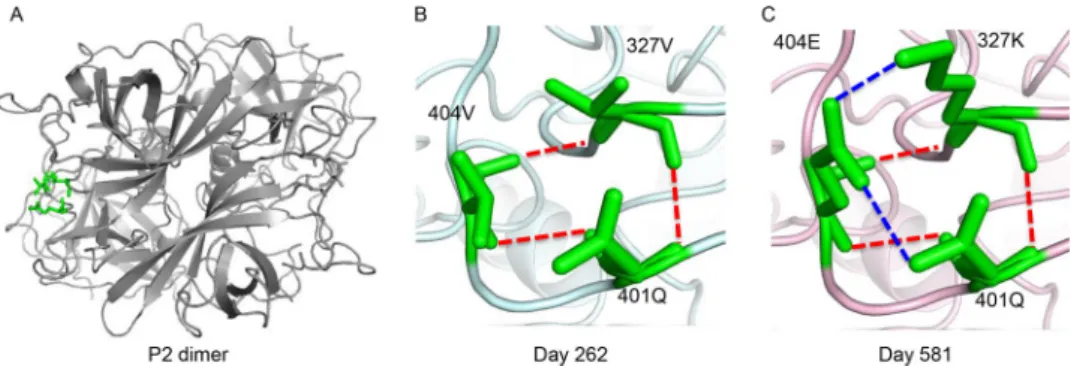 FIG 3 Homology models of epitope F interactions between days 262 and 581 viruses. (A) Amino acid positions 327, 401, and 404 are shown in green on the P2 dimer for context