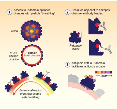 FIG 7  Sequence and spatial ﬂexibility within the capsid of GII.4 noroviruses mitigates antibody-mediated  protective immunity