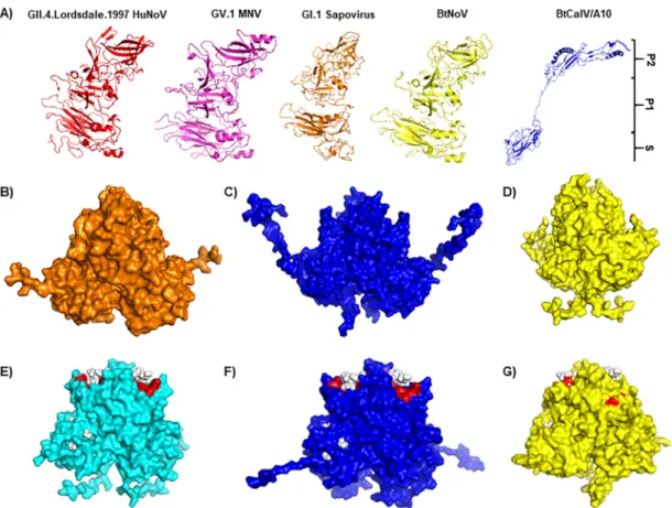 FIG 4 Bat caliciviruses retain host ligand binding sites similar to those of HuNoVs. (A) Modeling of full-length VP1 capsid sequence from HuNoV, MNV, GI.1 human sapovirus, BtNoV, and BtCalV/A10 using the PHYRE2 Protein Recognition Server