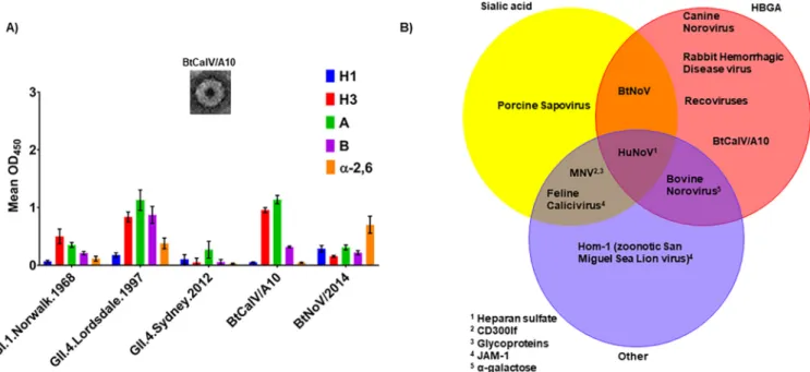FIG 5 Bat caliciviruses retain HBGA binding patterns overlapping those of HuNoV VLPs. VLPs for BtCalV/A10 were generated using the VEE replicon in C6/36 cells