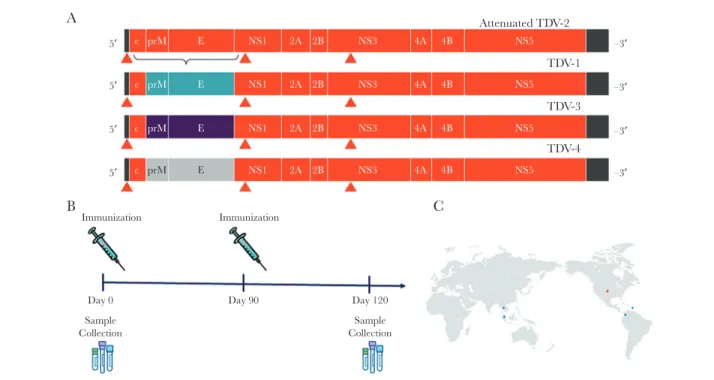 Figure 3A). Of the 13 preimmune subjects, before vaccination  serum from 11 neutralized DENV-1 (GMT, 150), serum from  13 neutralized DENV-2 (GMT, 322), serum from 11 neutralized  DENV-3 (GMT, 138), and serum from 7 neutralized DENV-4  (GMT, 62)