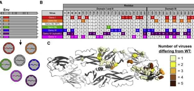Figure 2. Design and Diversity of a Panel of DENV4 Genotypic Variants