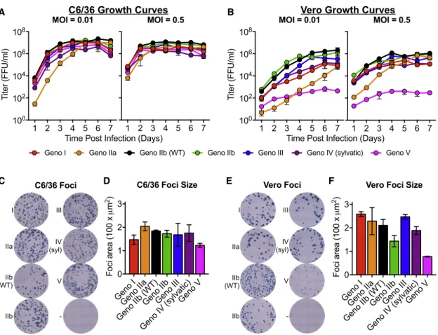 Figure 3. DENV4 Genotype Viruses Differ in Growth and Foci Morphology