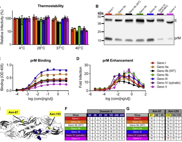 Figure 4. DENV4 Genotype Viruses Differ in Thermostability, Maturation, and Glycosylation Status