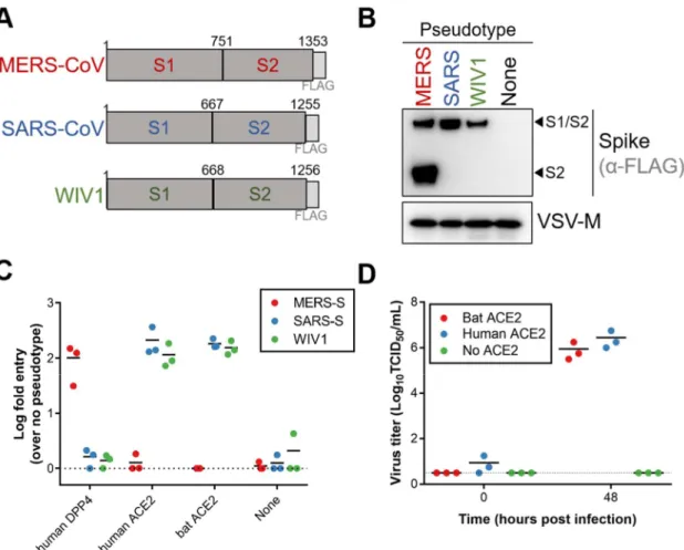 Figure 1. Egyptian fruit bat ACE2 is a suitable receptor for WIV1-CoV. (A) Schematic overview of  165 