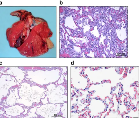 Figure 3.  Pulmonary pathology in rhesus macaques inoculated with MERS-0. (a) Diffuse, mild pulmonary  congestion