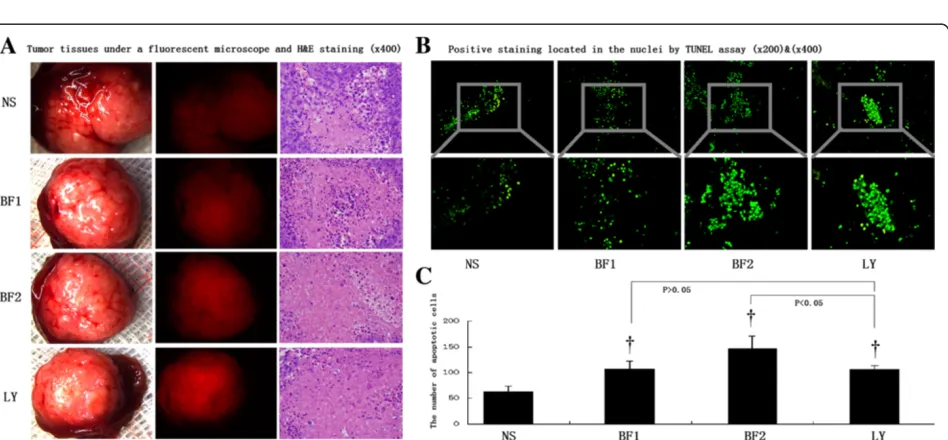 Figure 1 Bufalin inhibits tumor growth but has no effect on nude mouse survival. (A) Tumor volumes of control (NS), low-dose bufalin-treated (BF1),high-dose bufalin-treated (BF2), and LY294002-treated (LY) groups by visual inspection