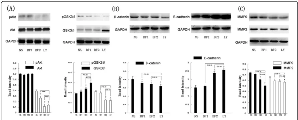 Figure 4 Bufalin can modulate protein expressions consistent with AKT/GSK3β/β-catenin/E-cadherin signaling pathway by westernblot analysis