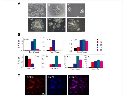 Fig. 1 mES cell-derived epithelium. a Cell morphology. mES cells present a colony growth character, each clone with an obvious boundary