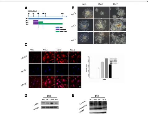 Fig. 2 mES cell-derived AMBN-positive cells.14 cells cultured under all protocols. AMBN (analysis ( a mES cell differentiation culture protocols