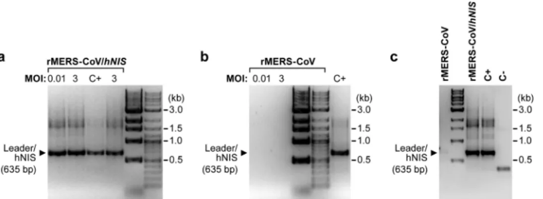 FIG 3  Radio-uptake of  99m Tc-pertechnetate by planar scintigraphy. (a) Experimental overview of in vitro  evaluation of the rMERS-CoV/hNIS virus
