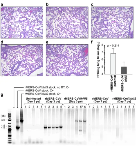 FIG  6  Lung  histopathology  in  infected  mice  and  detection  of  rMERS-CoV/hNIS  or  rMERS-CoV  in  lung  tissue