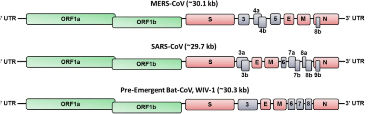 Fig. 2). Mice, ferrets, and non-human primates (NHPs) are  traditionally used for the studies involving respiratory  path-ogens and are among the species initially investigated for  SARS-CoV and MERS-CoV replication and pathogenesis in  the lungs