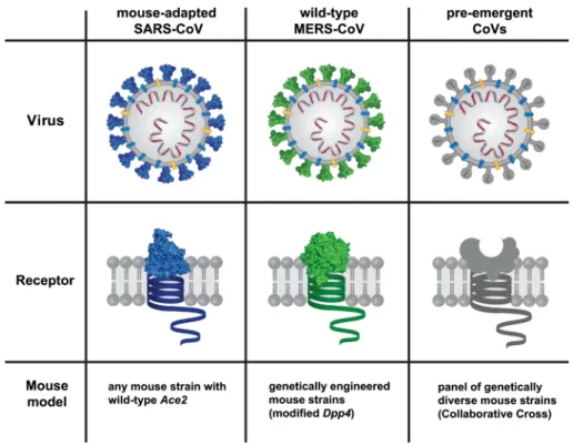 Fig. 2    Mouse model development should be tailored to the corona- corona-virus of interest