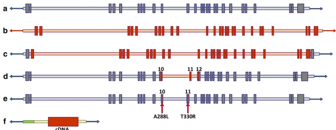 Fig. 3    Comparison of mouse models for MERS-CoV. a Wild-type  mouse DPP4 (mDPP4) with 26 exons (NM_010074.3)