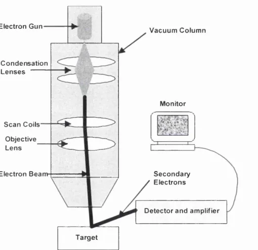 Figure 2.3 Schematic representation of the SEM.