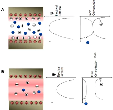 Figure 1.4 Illustration of differences in the electric potential and ionic concentrations for (A) Channels  filled with moderately to highly concentrated electrolyte (and/or large channel height [h > λD]) and (B)  Channels filled with low concentrated e