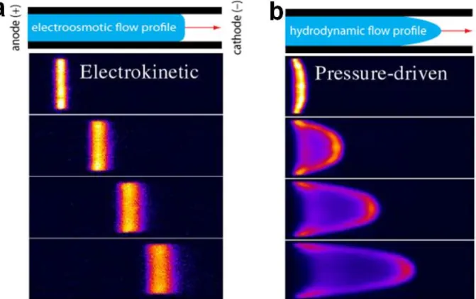Figure 1.5 Comparison between the (a) plug-like (electrokinetic) and (b) hydrodynamic (pressure driven)  flow profiles in a negatively charged channel wall imaged by nonintrusive, caged-fluorescence technique