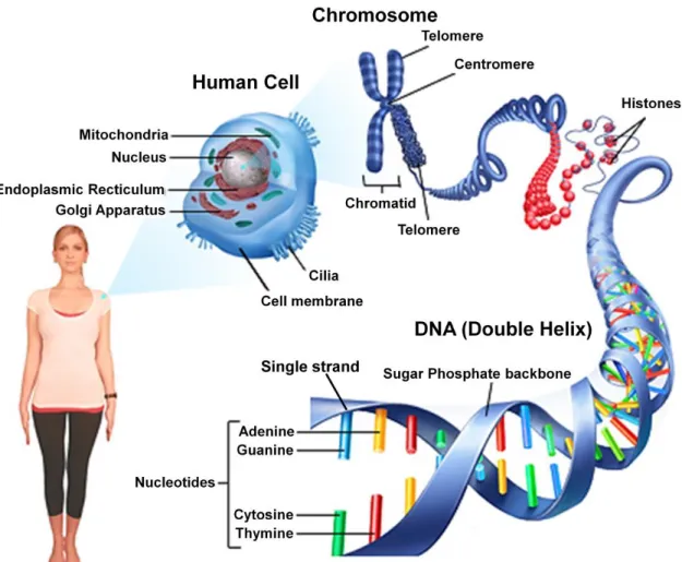 Figure 1.6 The DNA molecule is a long biopolymer which consists of several hundred million base-pairs  (bp) with each base-pair contributing 0.34 nm to the total length of the molecule