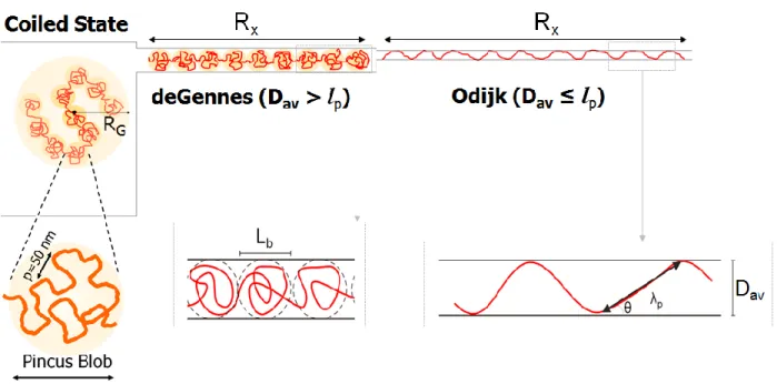 Figure 1.7 Representation of DNA molecule in the microchannel (coiled state) in a nanochannel with the  average dimension greater than (deGennes regime) and less than (Odijk regime) the persistent length of  dsDNA