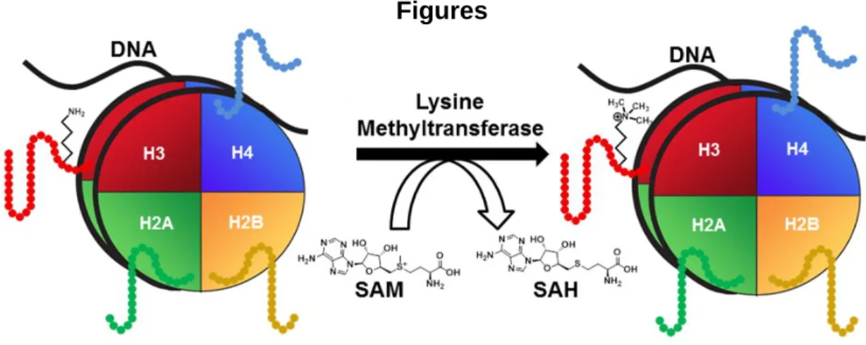 Figure 1.1: Graphical representation of histones. 