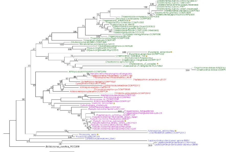 Figure 1.2. Phylogenetic tree generated through Maximum-likelihood analysis of 18S rDNA sequences from MMETSP diatoms and new isolates  from the WAP denoted with a yellow star