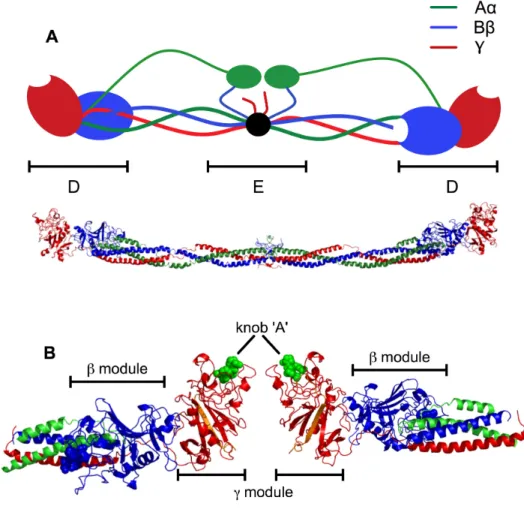 Figure 1.1. (A) Schematic (top) and crystal structure (bottom) of fibrinogen colored by  chain
