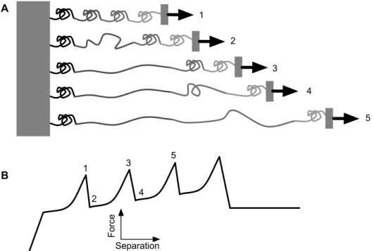 Figure  1.5.  (A)  Schematic  of  unfolding  multi-domain  proteins  and  (B)  ‘saw  tooth’ 