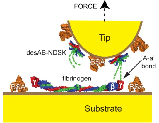 Figure 2.2 Schematic of AFM experimental configuration. Space-filling models of fibrin  fragment  desAB-NDSK  and  fibrinogen  colored  by  polypeptide  chains:  α  (green),  β  (blue), and γ (red)